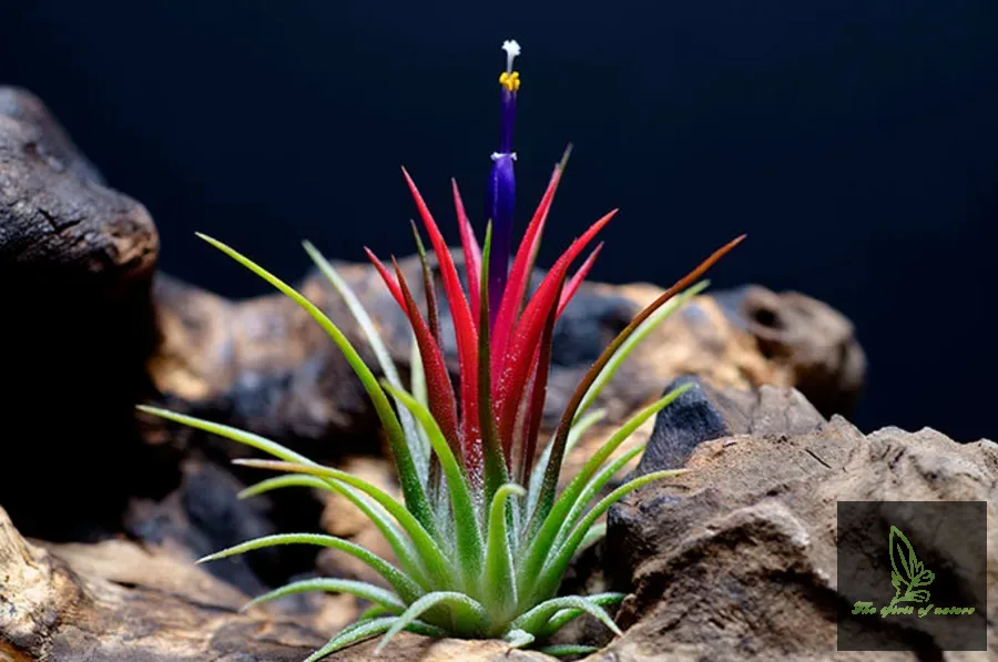 Tillandsia Fuego