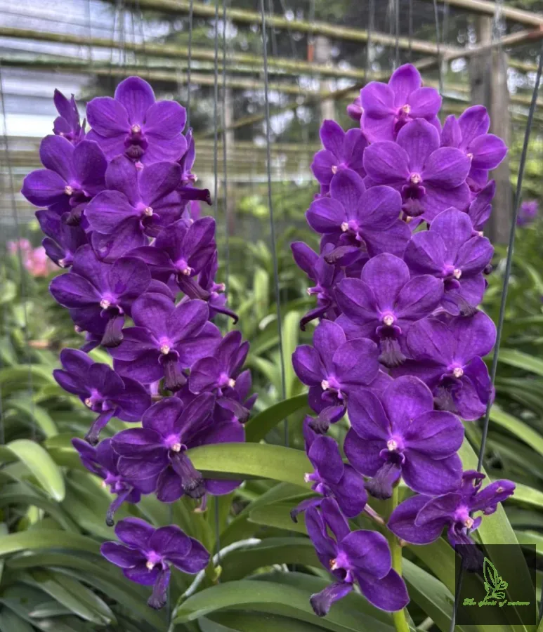 Vanda Thailand Blue Boy