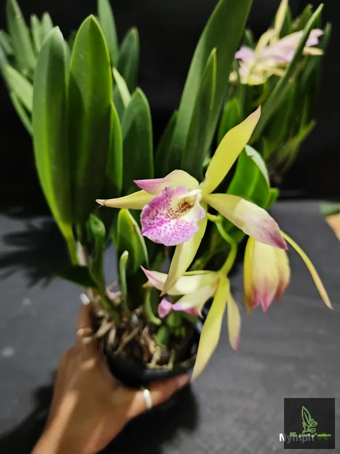 Brasso Cattleya Scented