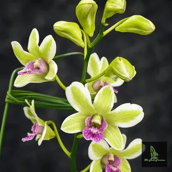 Den. Burana Jade Variegated