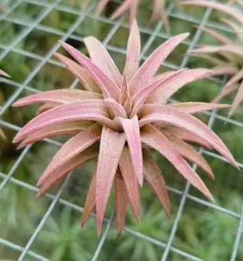Tillandsia Vanhyningii red dragoon
