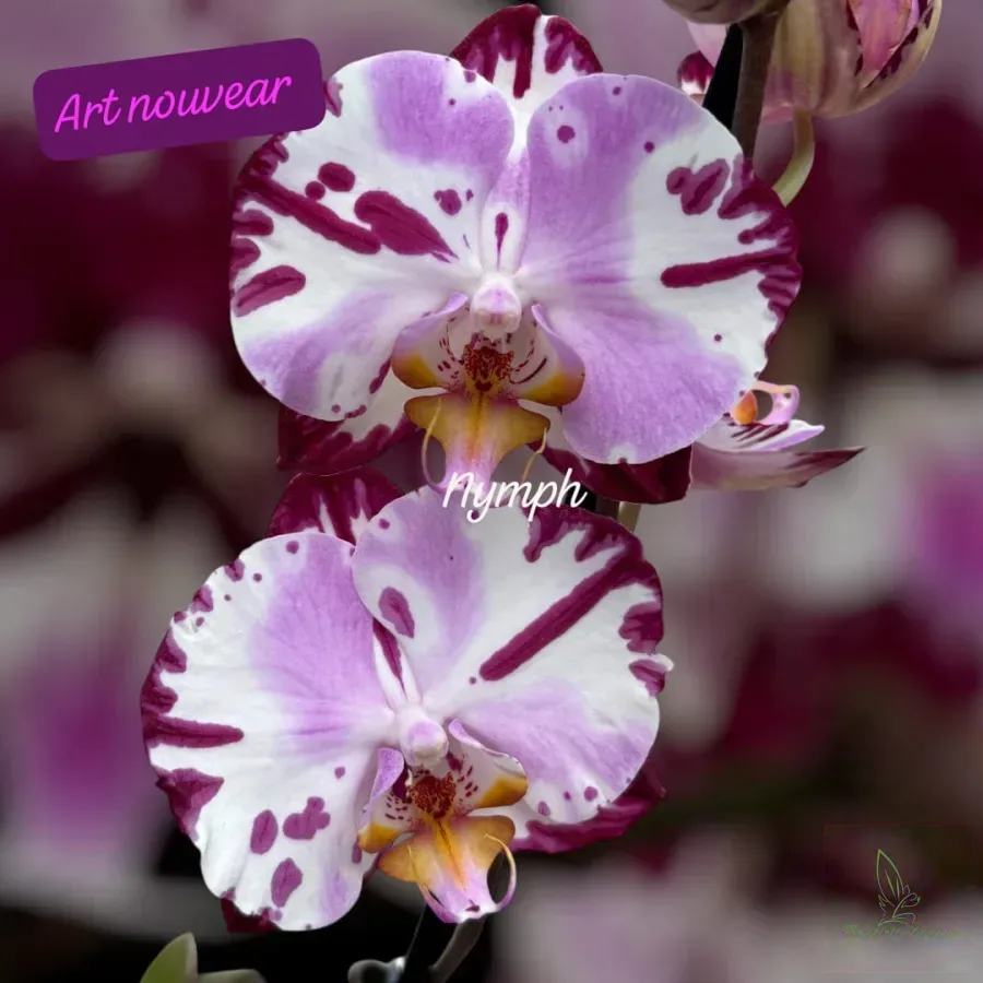 Phalaenopsis Art Nouveau