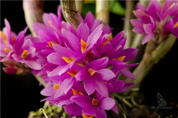 dendrobium hibiki