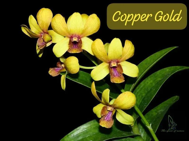 Dendrobium Copper Gold