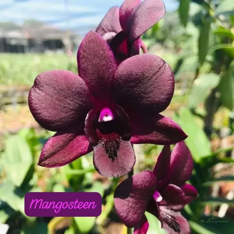 Mangosteen