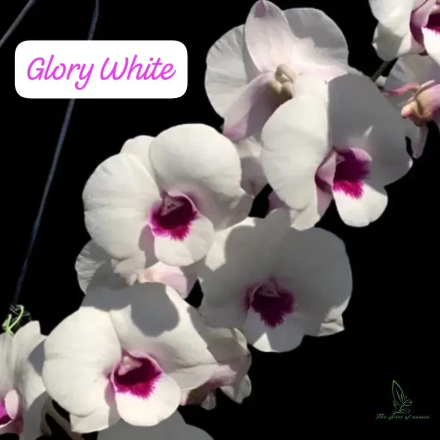 Dendrobium Glory White