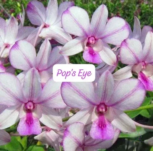Dendrobium POP's EYE