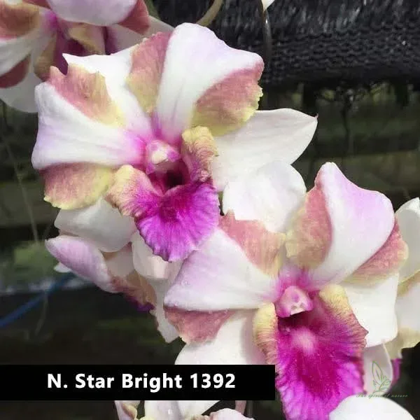 Dendrobium King Star Bright