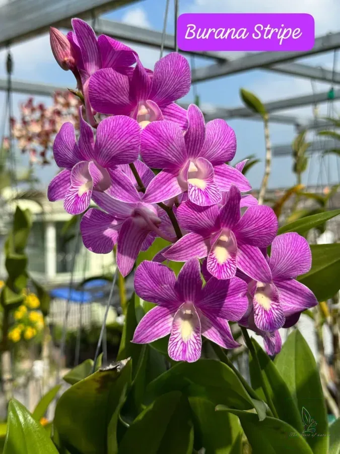 Dendrobium Burana Stripe