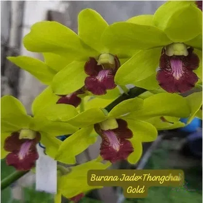 Dendrobium Burana Jade * Thongchai Gold
