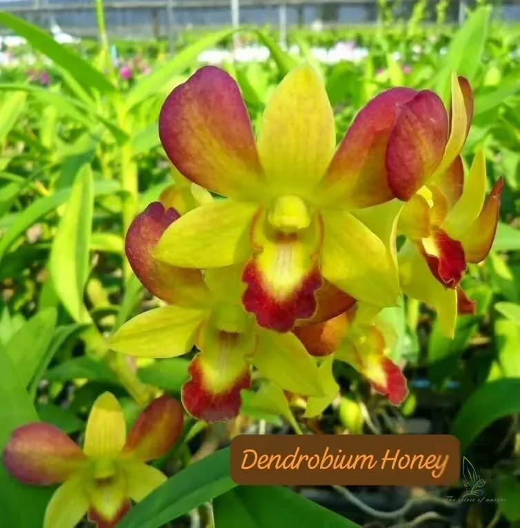 Dendrobium Honey