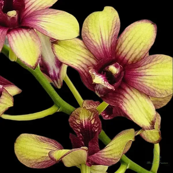 Dendrobium Pramote
