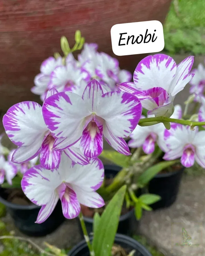 Dendrobium Enobi Splash
