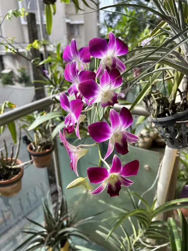 Dendrobium Sonia Purple