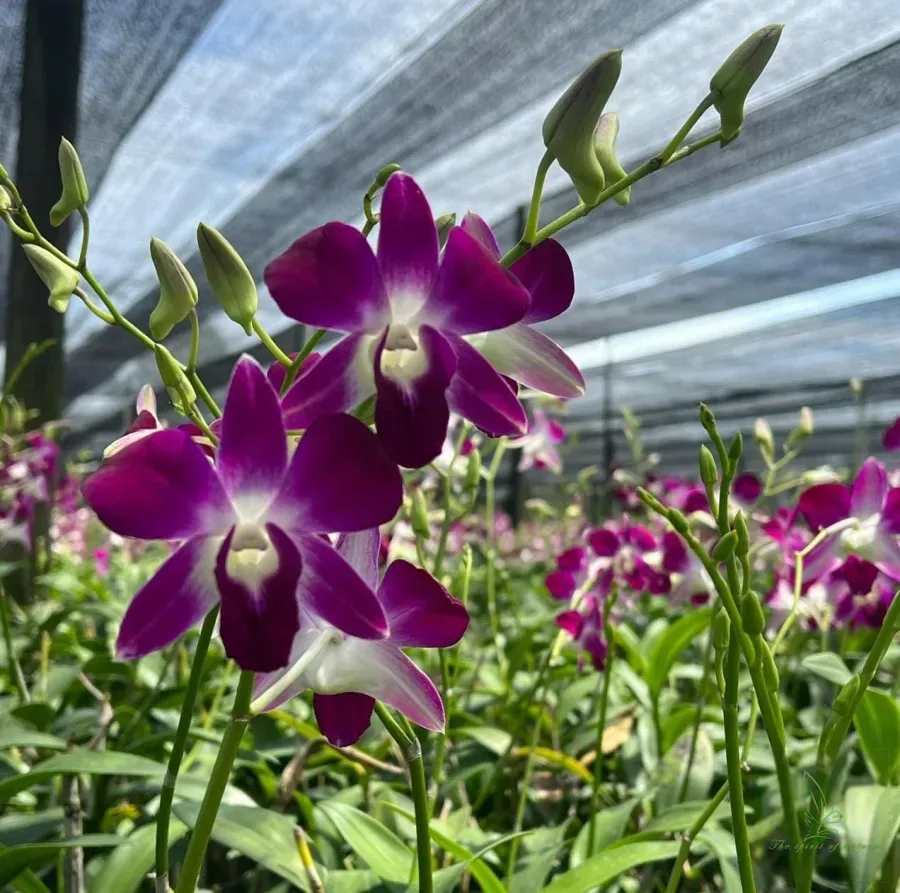 ORCHID ESSENTIALS STARTER KIT