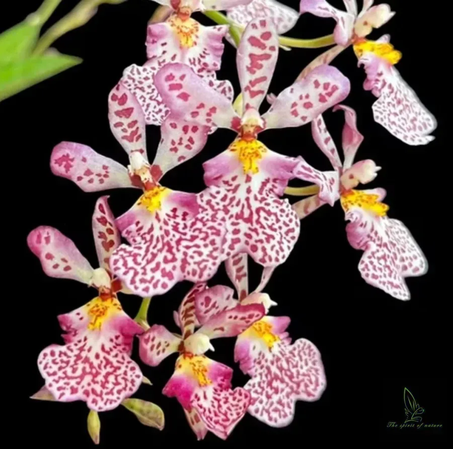 Tolumnia Jairak VENUS