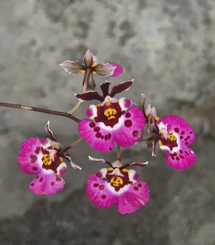 Tolumnia Jairak Pink Butterfly