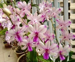 Dendrobium POP'S EYE