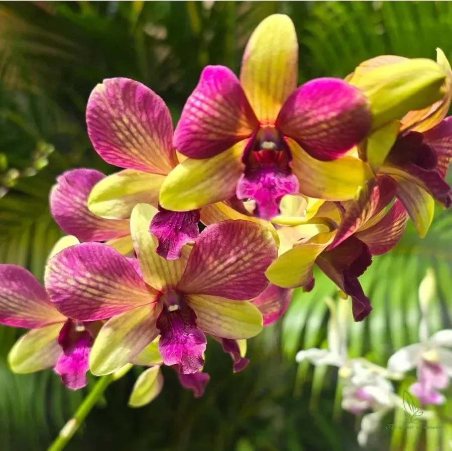 Dendrobium King of Monkey