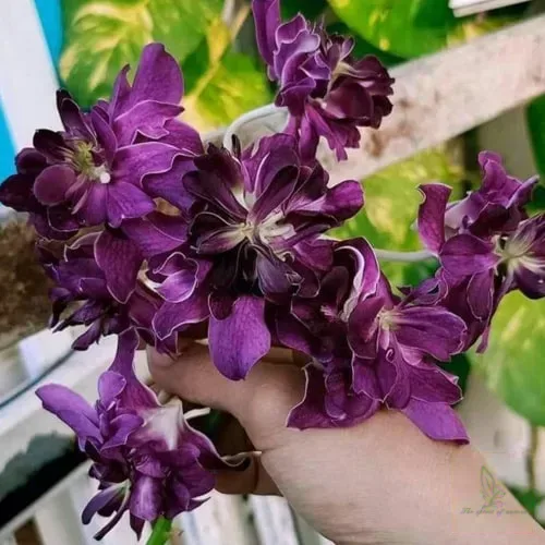 DENDROBUM BETTY ROSE PURPLE