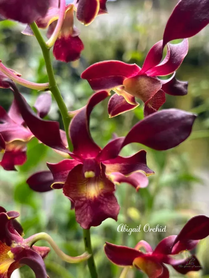 Dendrobium Hermes
