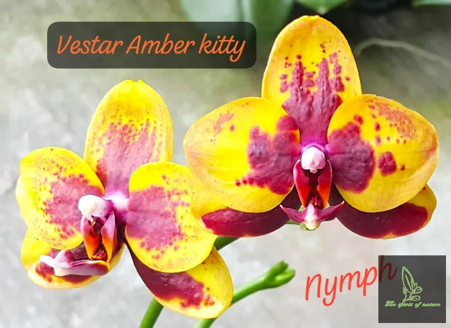Novelty Vestar Amber kitty