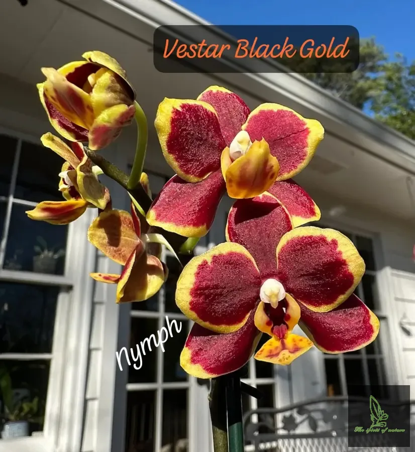 Novelty Vestar Black Gold