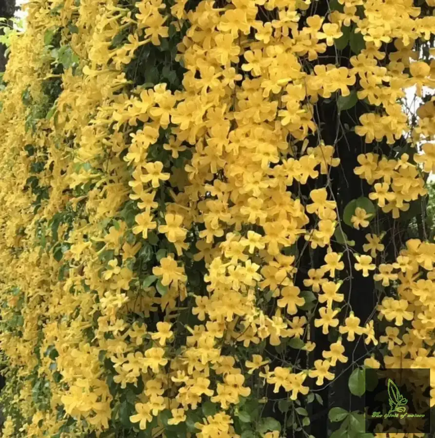 Cat's Claw Creeper