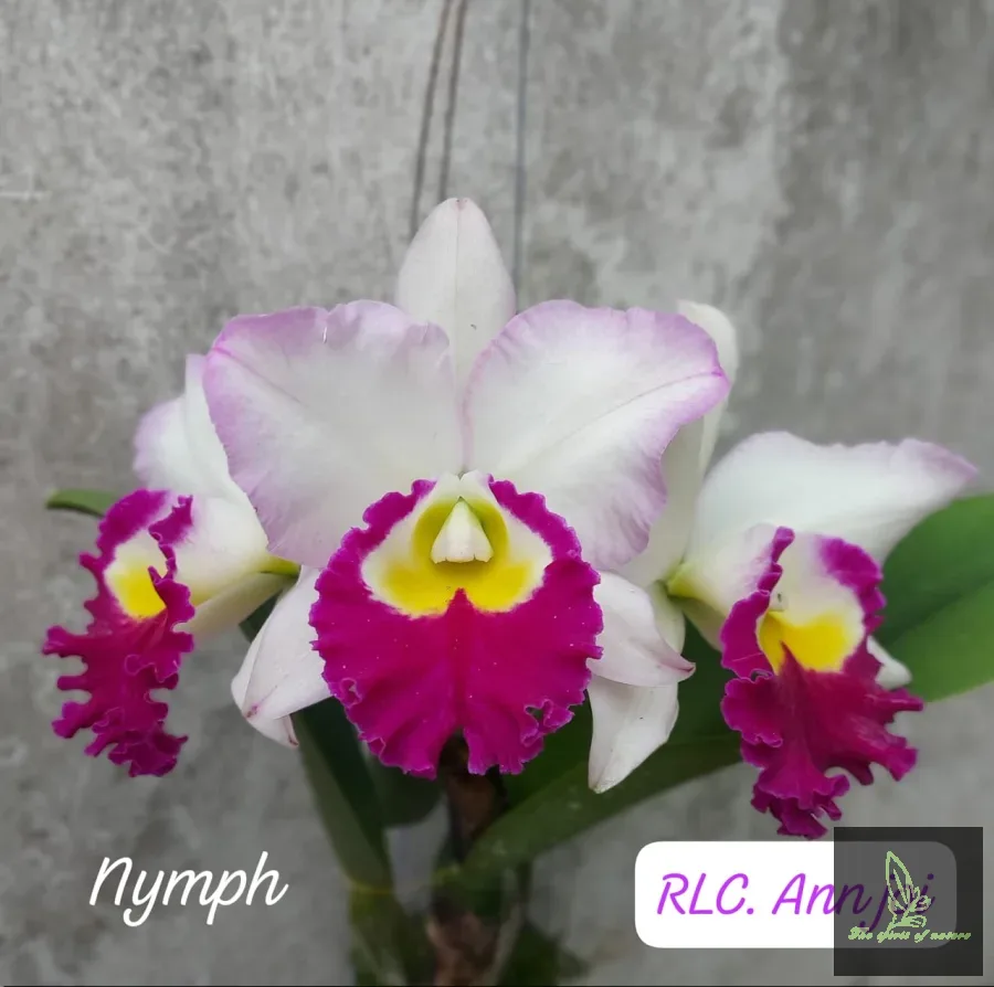 Cattleya Ann Joy 2