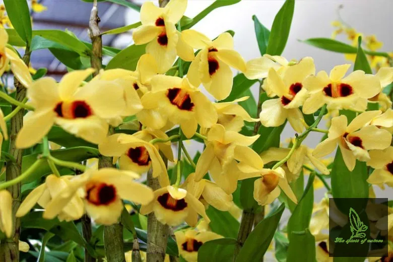 Dendrobium Gatton Sunray